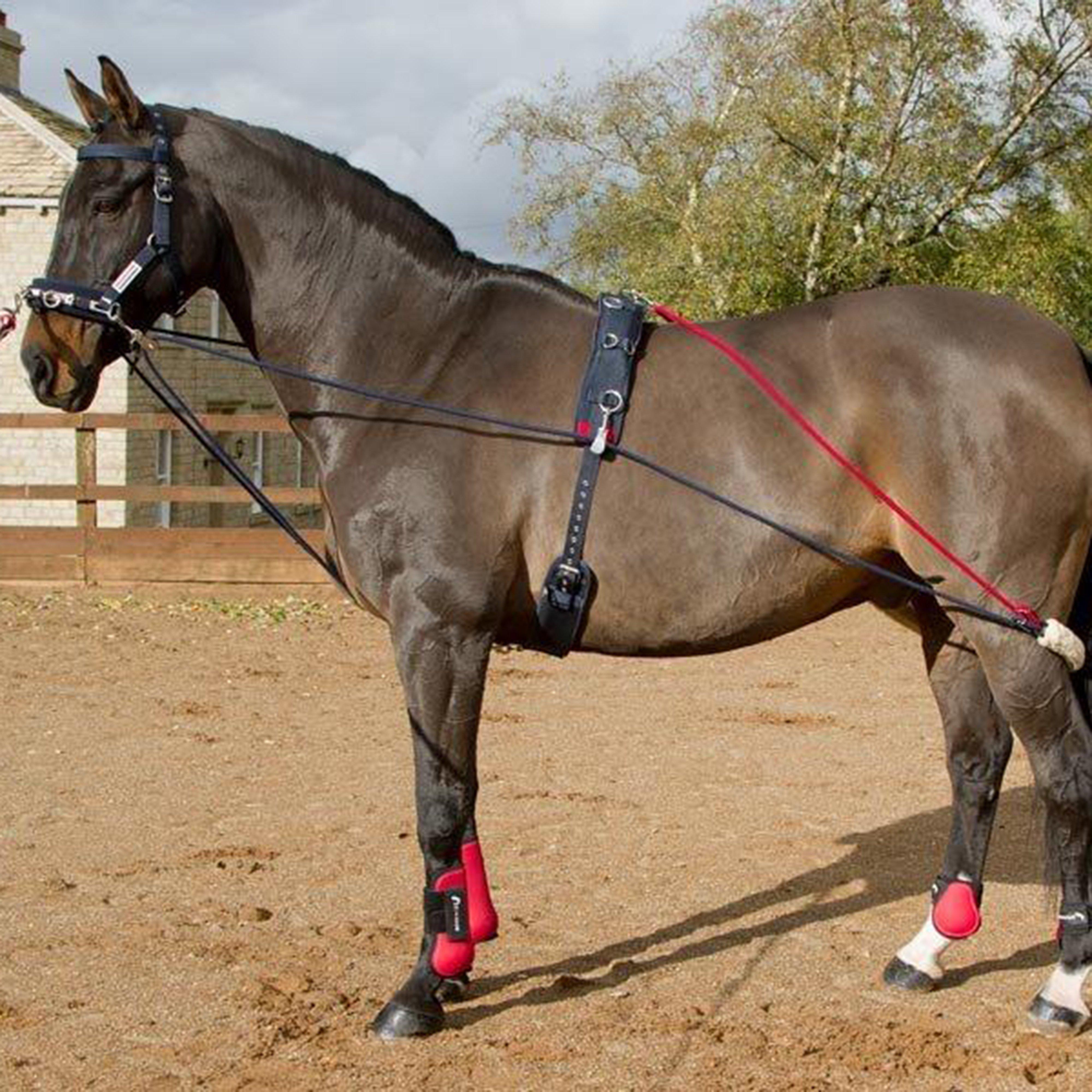 Whitaker Training System